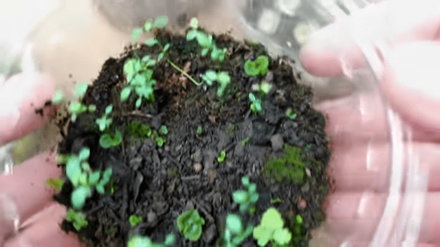 How to grow Blueberries Plants