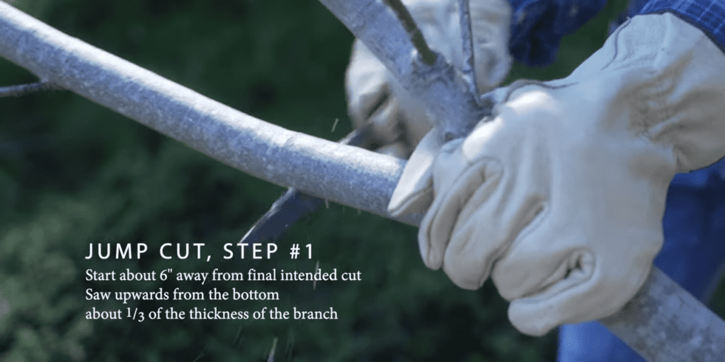 4 Basic Pruning Cuts Demonstrated Explained 5 40 screenshot