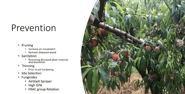 How to treat brown rot on peach trees