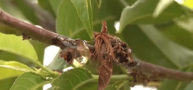Brown Rot on Peach Trees