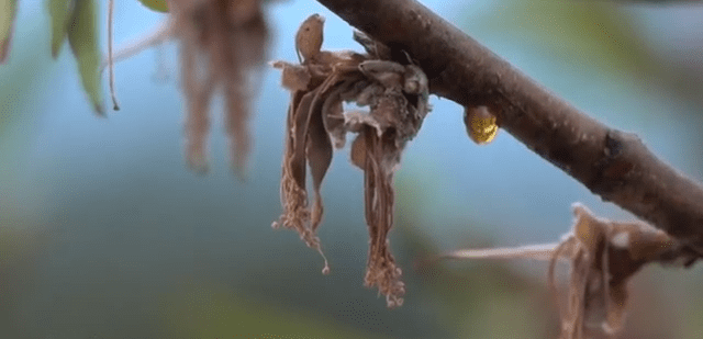 Brown Rot on Peach Trees
