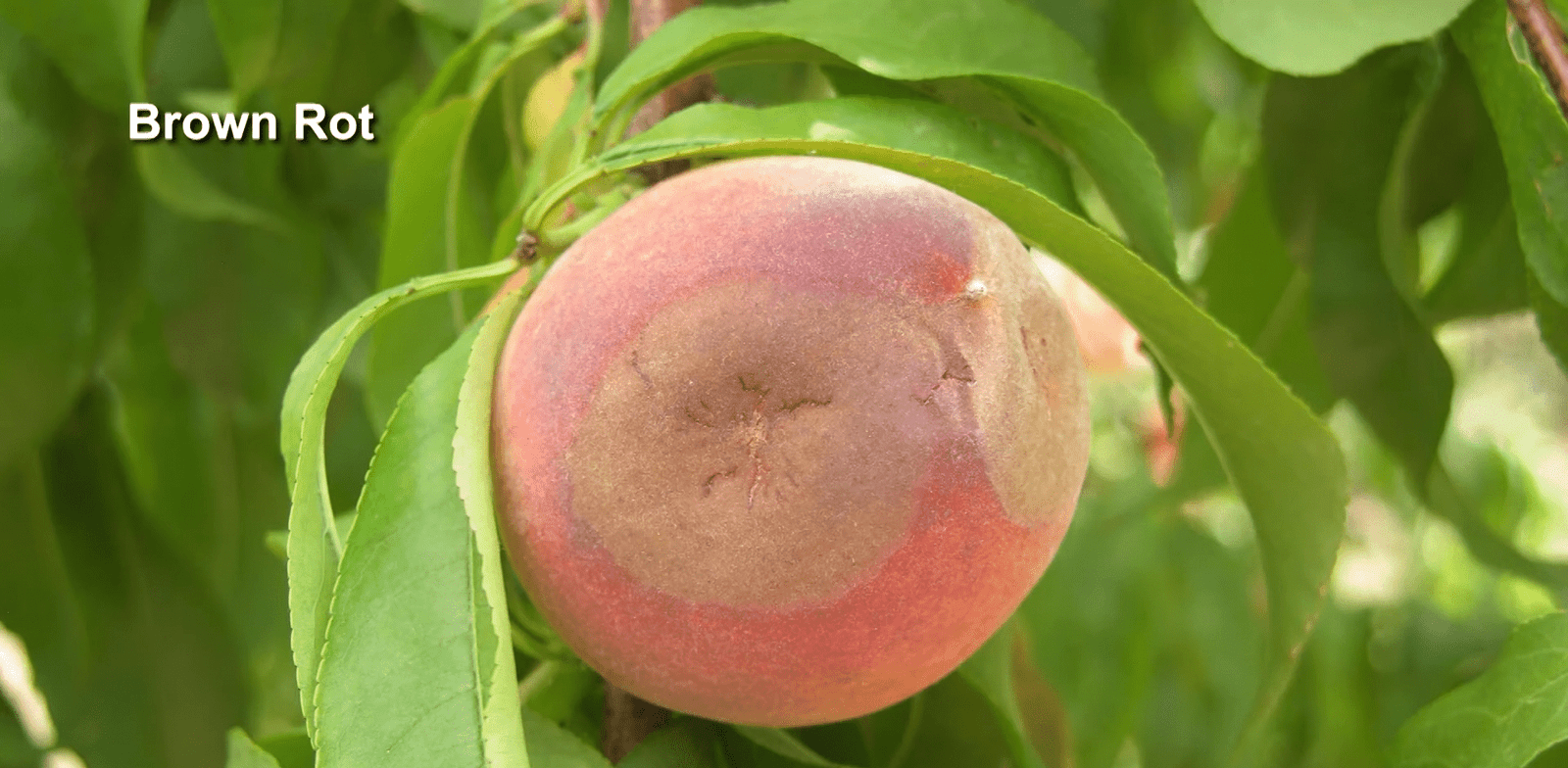 Peach Diseases