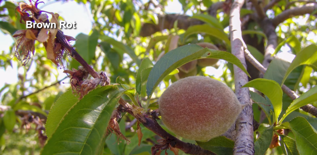 Common Peach Diseases and Insects and How to Prevent Them 1 44 screenshot