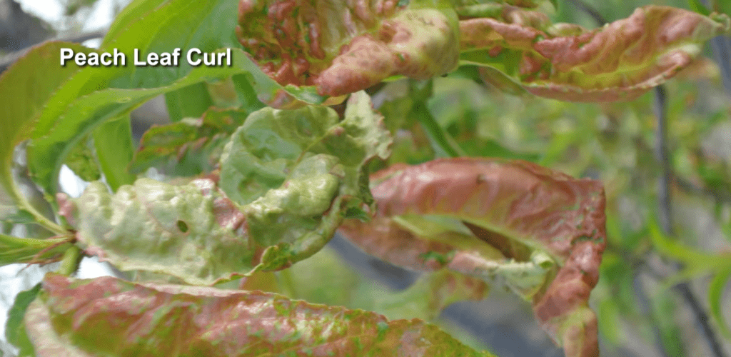 Peach leaf curl