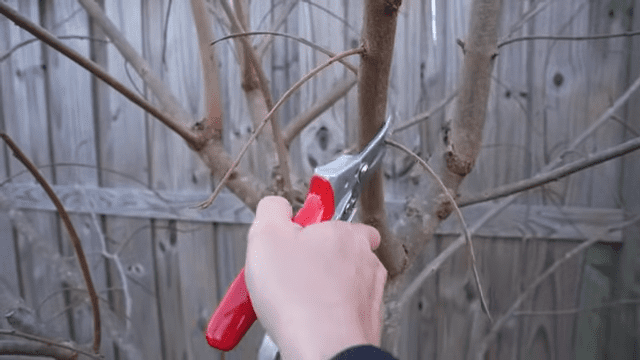 How To Prune Fruit Trees For SMALL Size And MAXIMUM Production 8 43 screenshot
