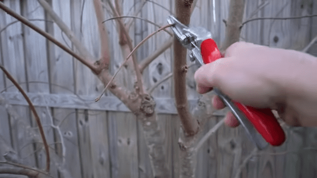 How To Prune Fruit Trees For SMALL Size And MAXIMUM Production 8 45 screenshot