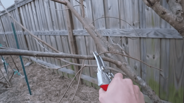 How To Prune Fruit Trees For SMALL Size And MAXIMUM Production 9 5 screenshot