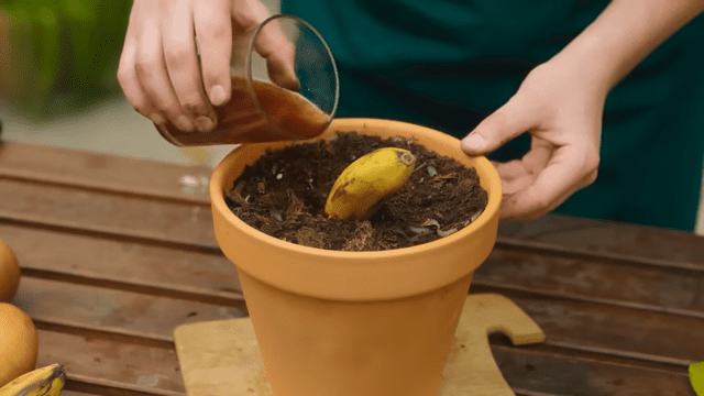 How to Grow Banana Trees from Banana