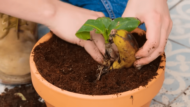 How to Grow Banana Trees from Banana
