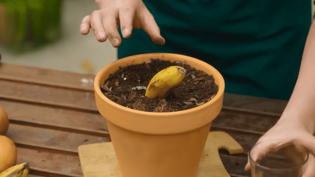 How to Grow Banana Trees from Banana