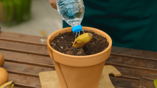 How to Grow Banana Trees from Banana