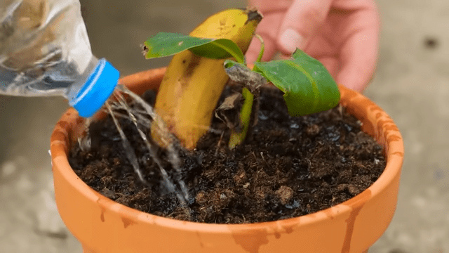 How to Grow Banana Trees from Banana