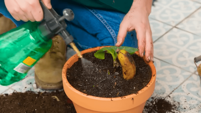 How to Grow Banana Trees from Banana