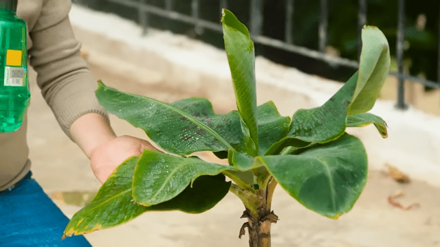 How to Grow Banana Trees from Banana