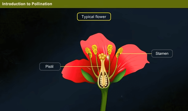 Self Pollination Year 2 0 53 screenshot 1 1