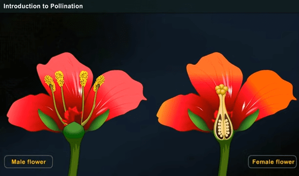 Self Pollination Year 2 1 16 screenshot