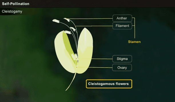 Cleistogamy in self - pollination 