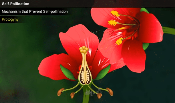 Self Pollination Year 2 5 37 screenshot