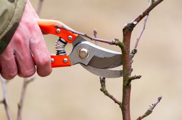 How To Prune Fruit Trees