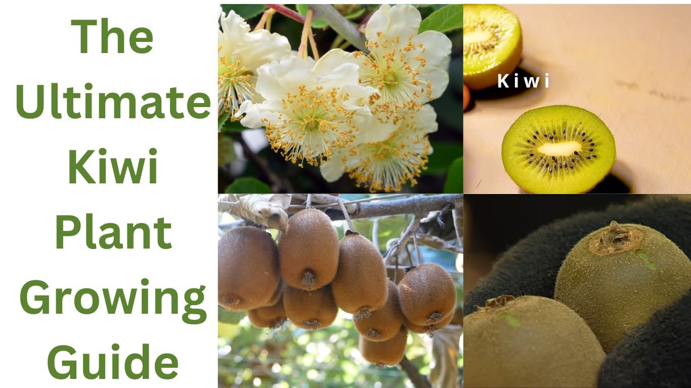 The Ultimate Kiwi Plant Growing Guide