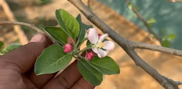 First Bloom