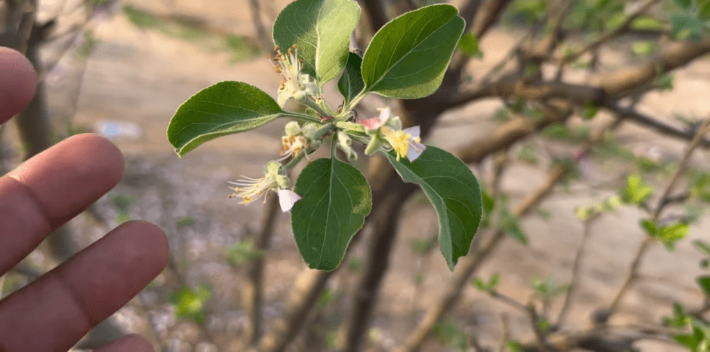 Early fruit set