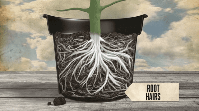 healthy root images