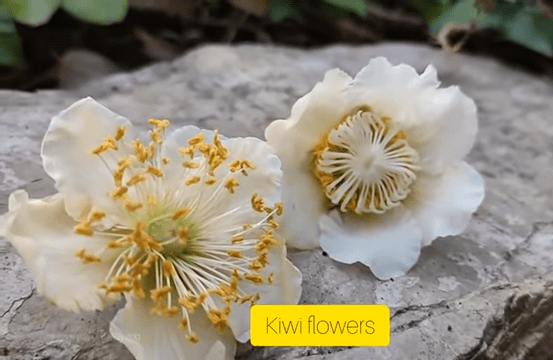 kiwi  flower in kiwi plant