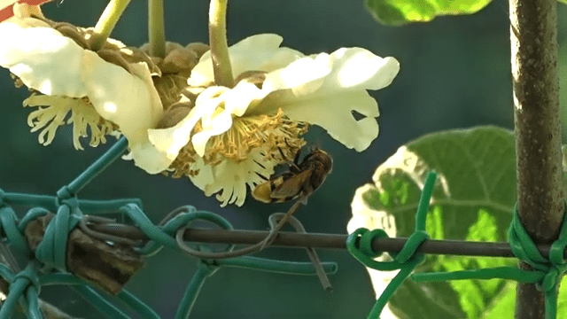 Pollination by insect