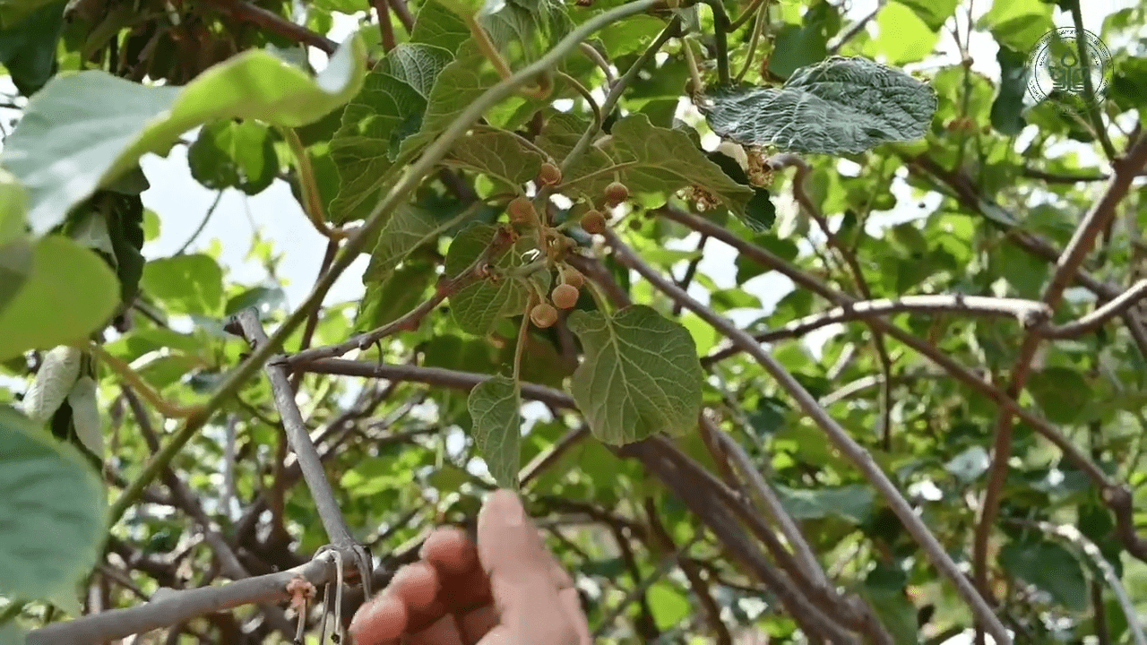 Kiwi fruit pollination