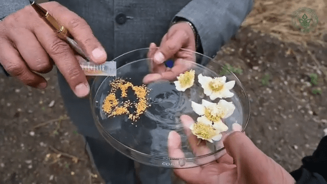 Pollination by pollen extractor/rupture method