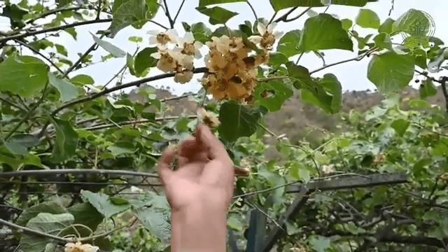 Hand Pollination