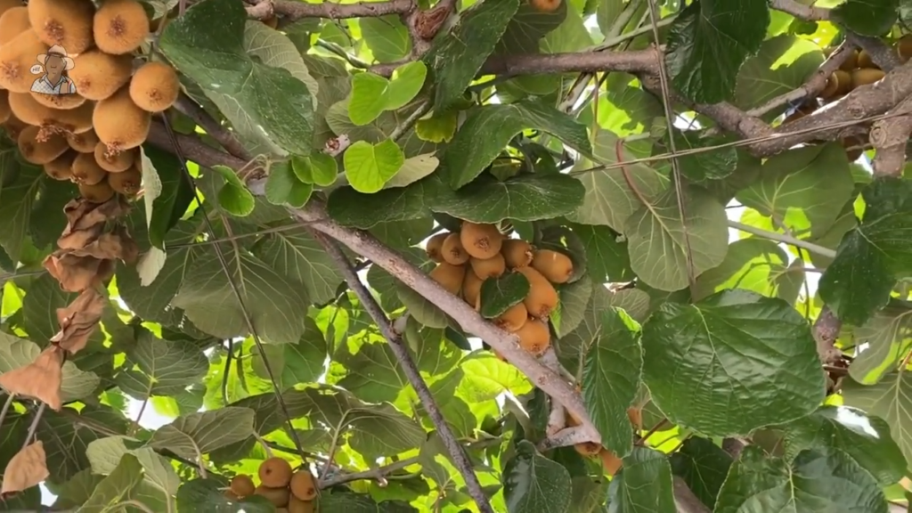 THE AMAZING MODERN KIWI FRUIT FARM IN NEW ZEALAND 8 15 screenshot