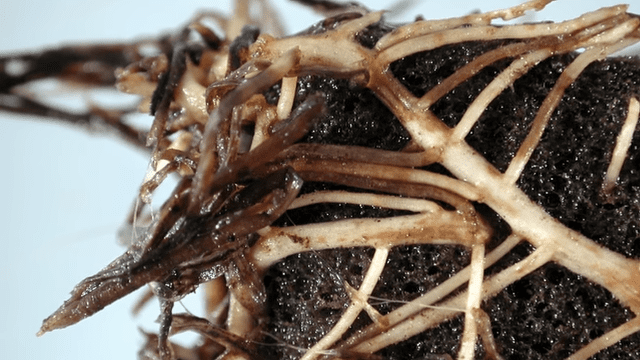root rot images