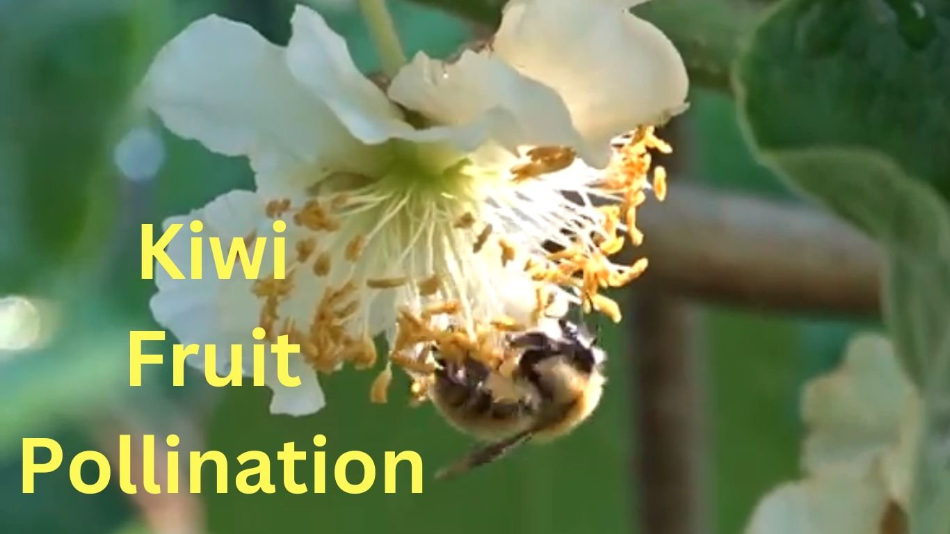 kiwi fruit pollination