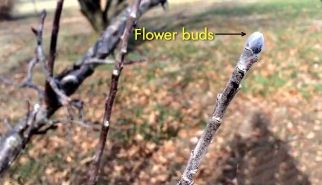 Reproductive Buds/ Flower buds