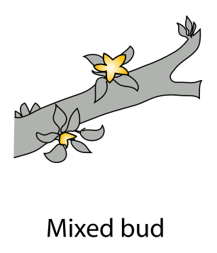 Mixed Buds