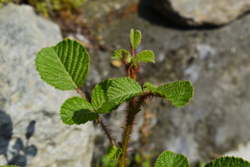 Rubus ellipticus plant: The Yellow Himalayan Raspberry plant 