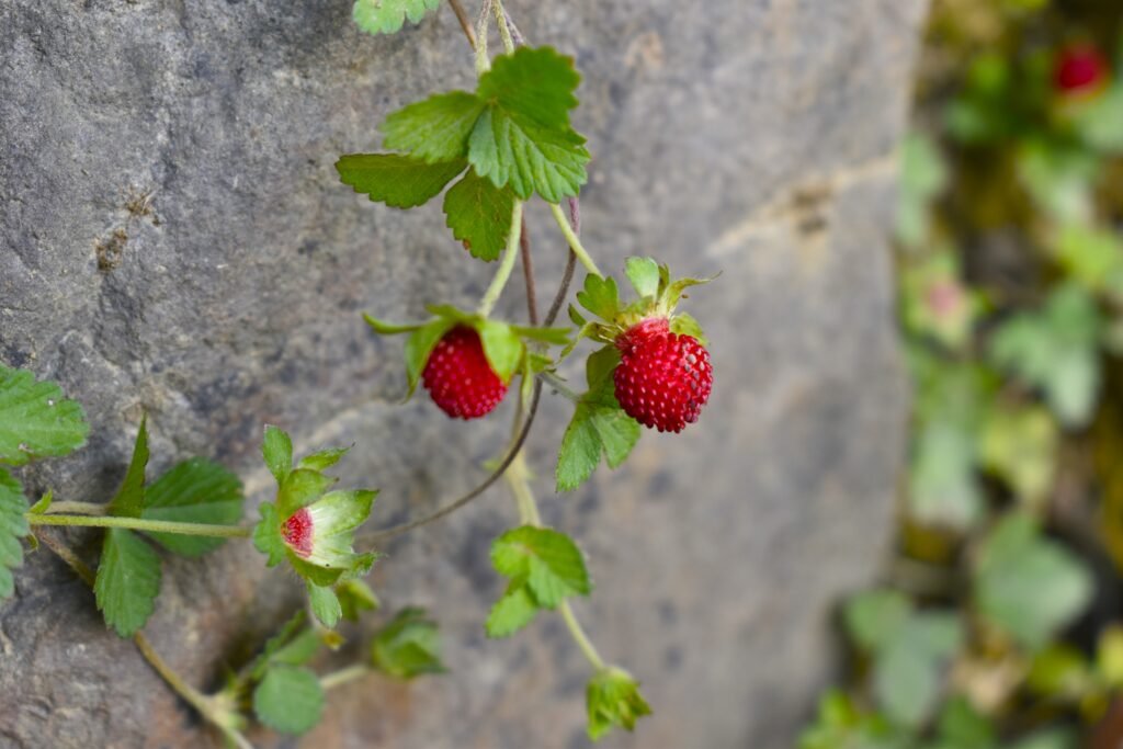 mock strawberry fruit , mock strawberry or Potentilla indica leaves