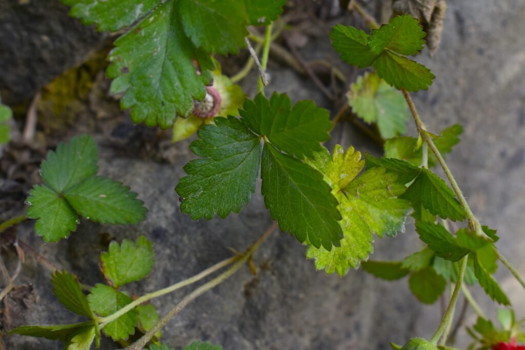 mock strawberry leaves , mock strawberry or Potentilla indica leaves 