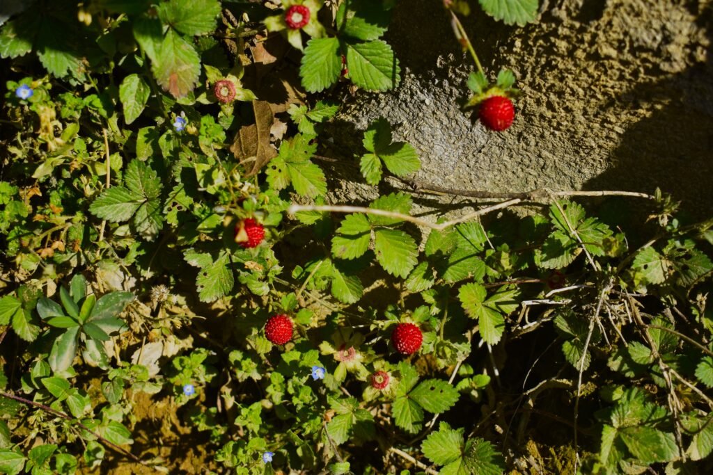 mock strawberry or Potentilla indica