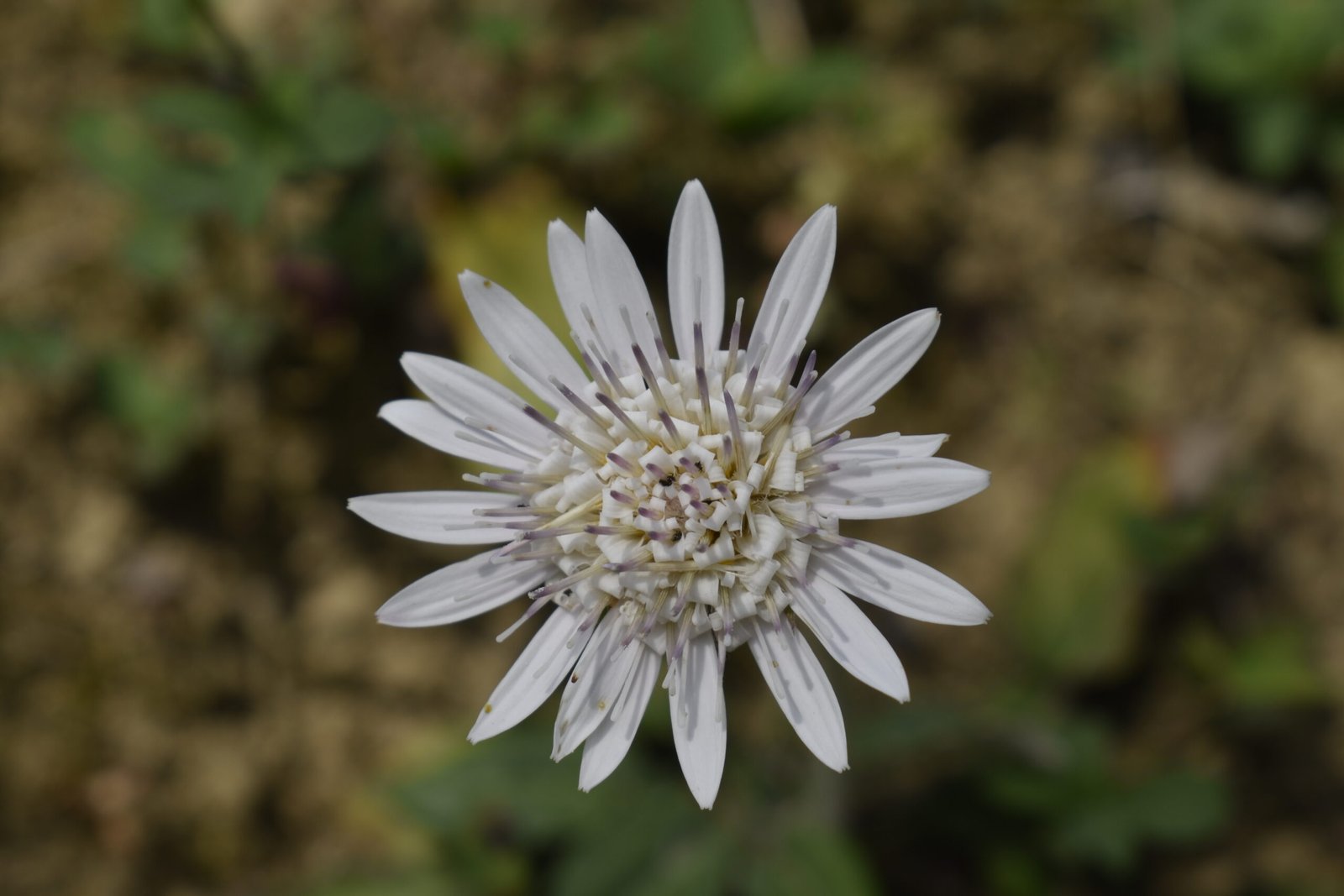 Oreoseris gossypina - Hairy Gerbera Daisy. Hairy Gerbera Daisy is a slender herbaceous plant commonly seen on open grassy slopes of the Himalayas