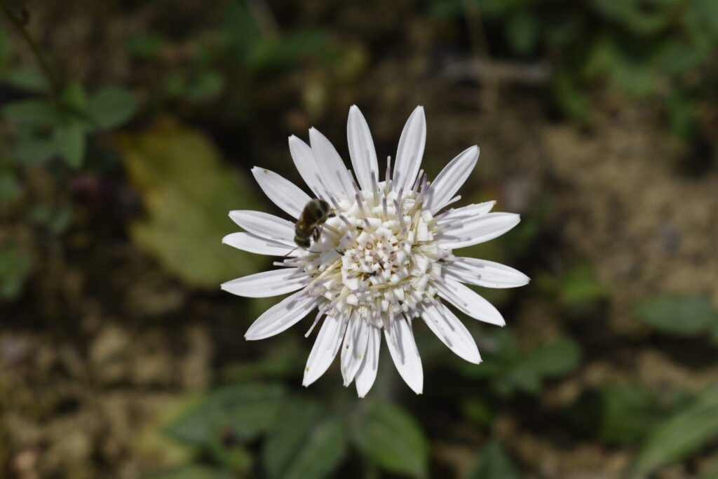 Hairy Gerbera Daisy flower 