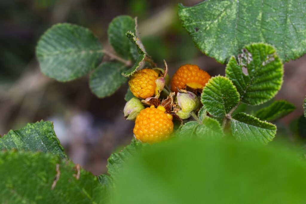 What is golden Rubus ellipticus used for