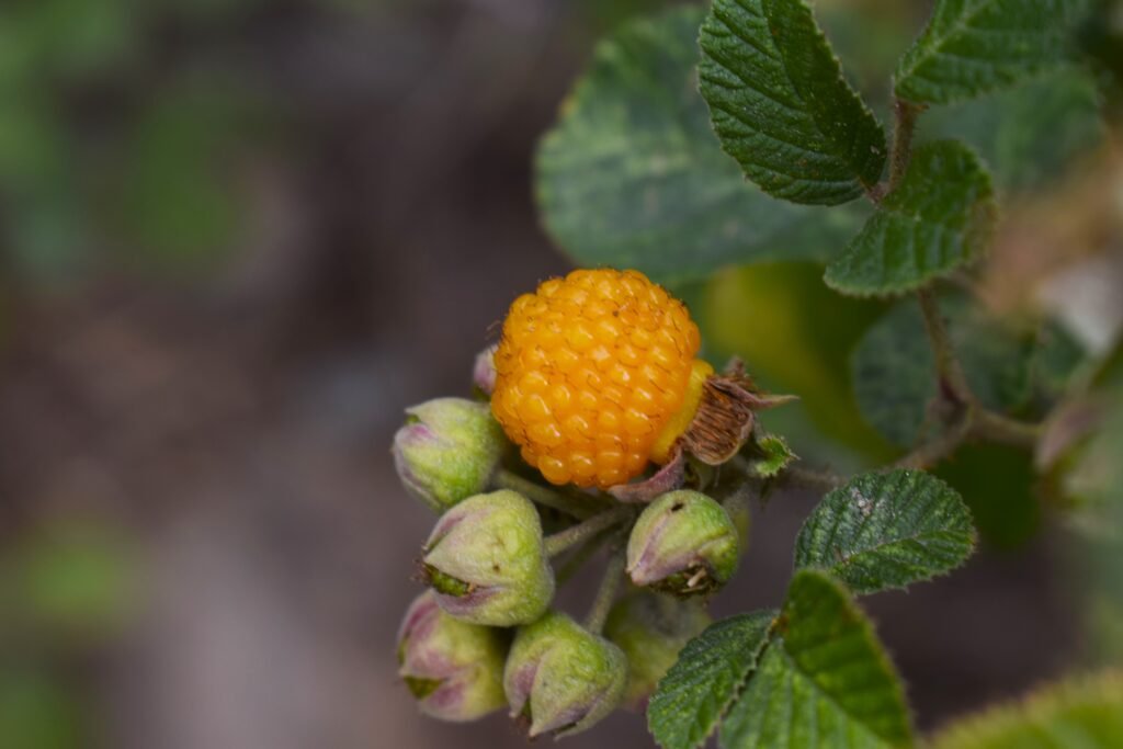 Rubus ellipticus fruit or Himalayan Raspberry fruit