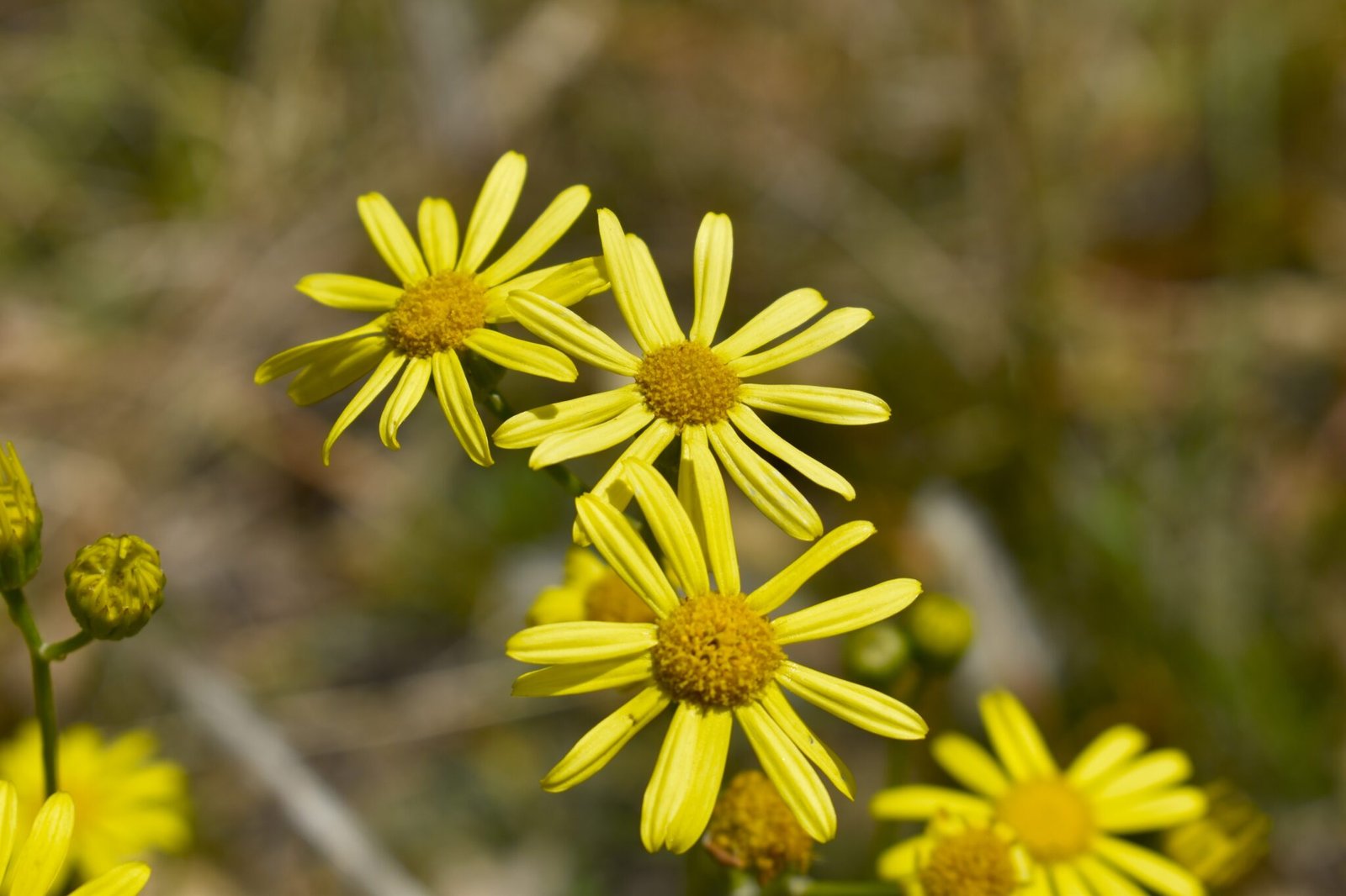 Senecio madagascariensis : History , Distinguishing Features , Growth ...