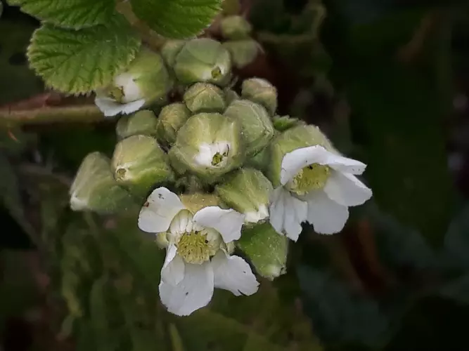 Flower of Rubus ellipticus