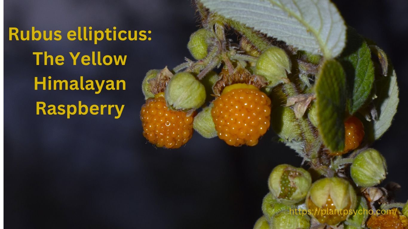 Rubus ellipticus: The Yellow Himalayan Raspberry