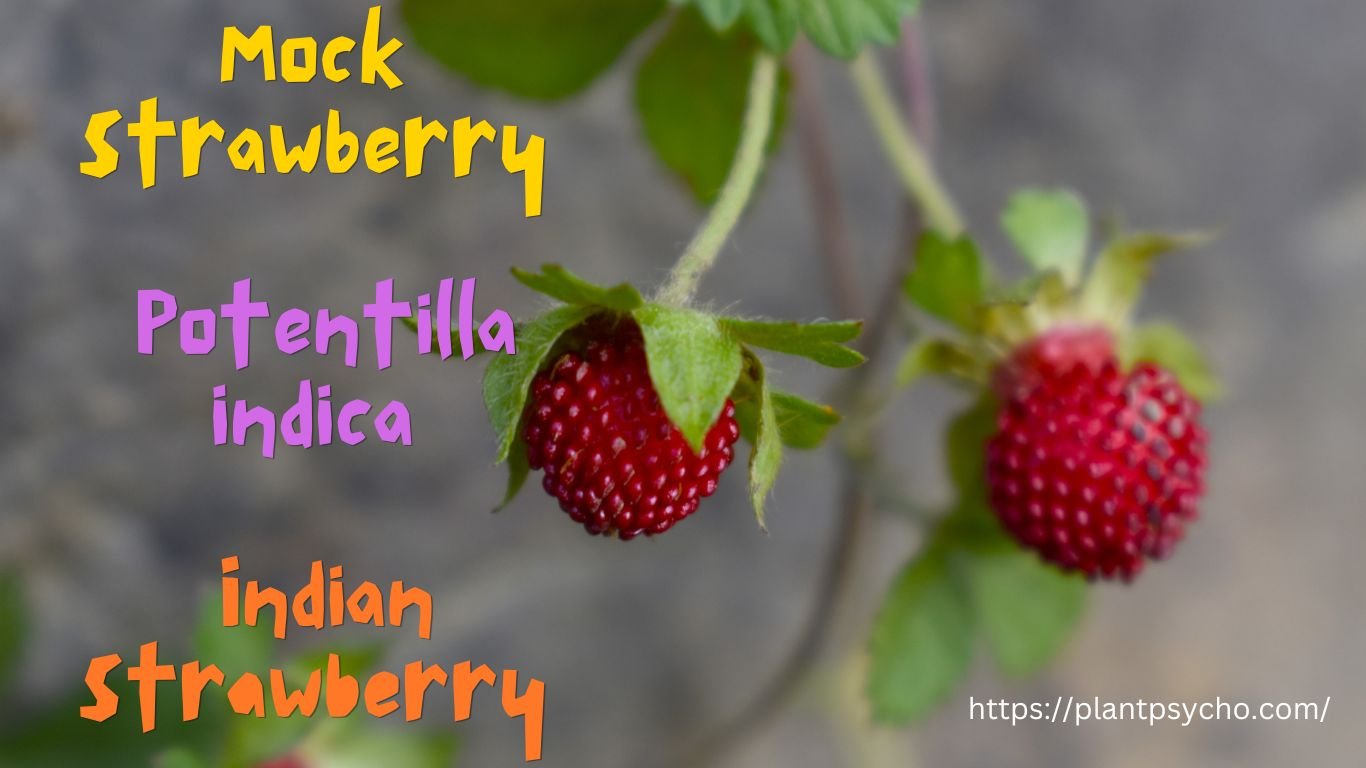 mock strawberry , Potentilla indica , False Strawberries or Indian strawberry – edible wild plant