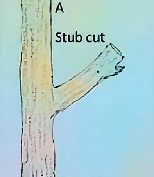 Stub cuts